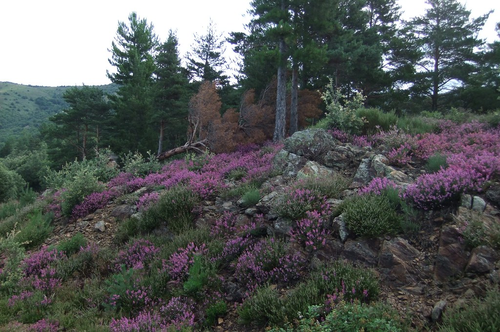 canopea micorrize 2