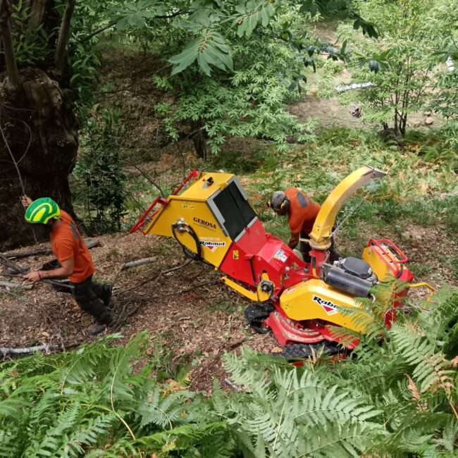cippatrice al lavoro nel castagneto di palazzuolo con arboricoltori