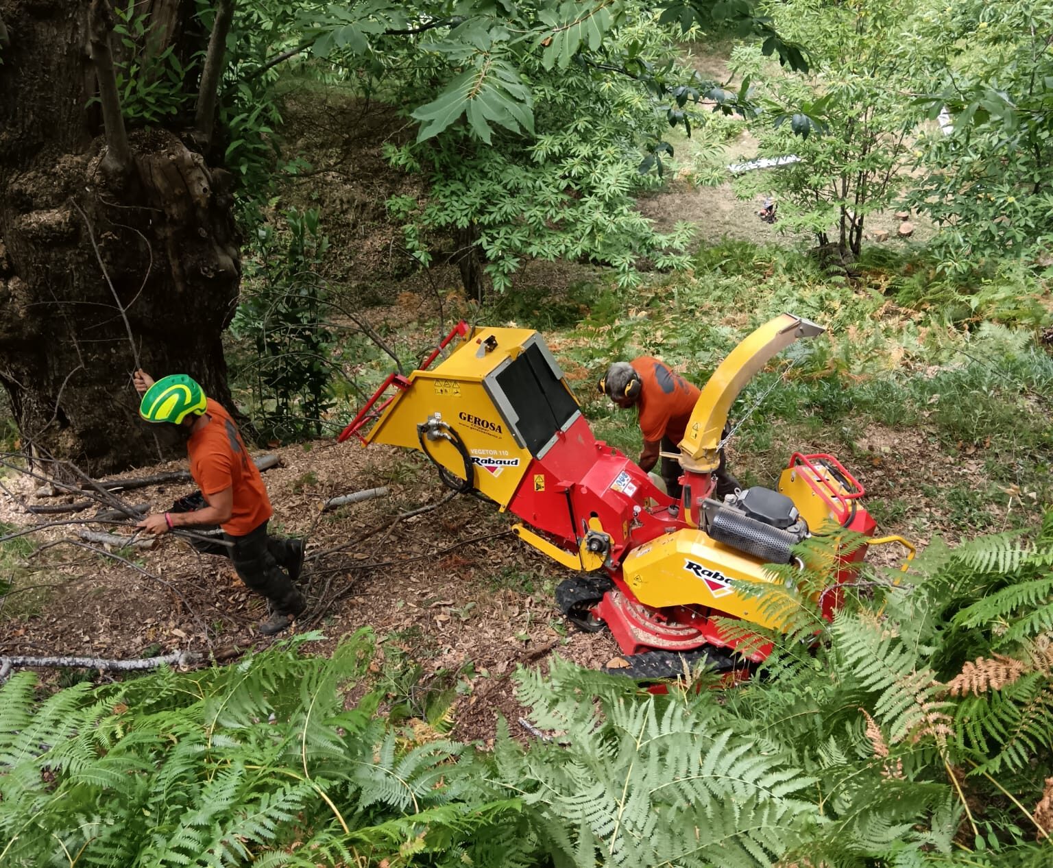 cippatrice al lavoro nel castagneto di palazzuolo con arboricoltori