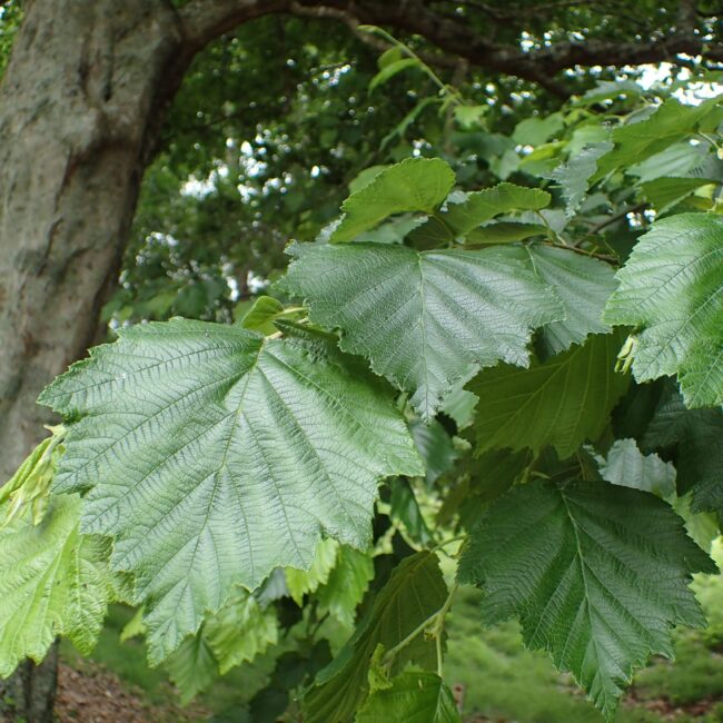 Dettaglio di foglie di Alnus hirsuta
