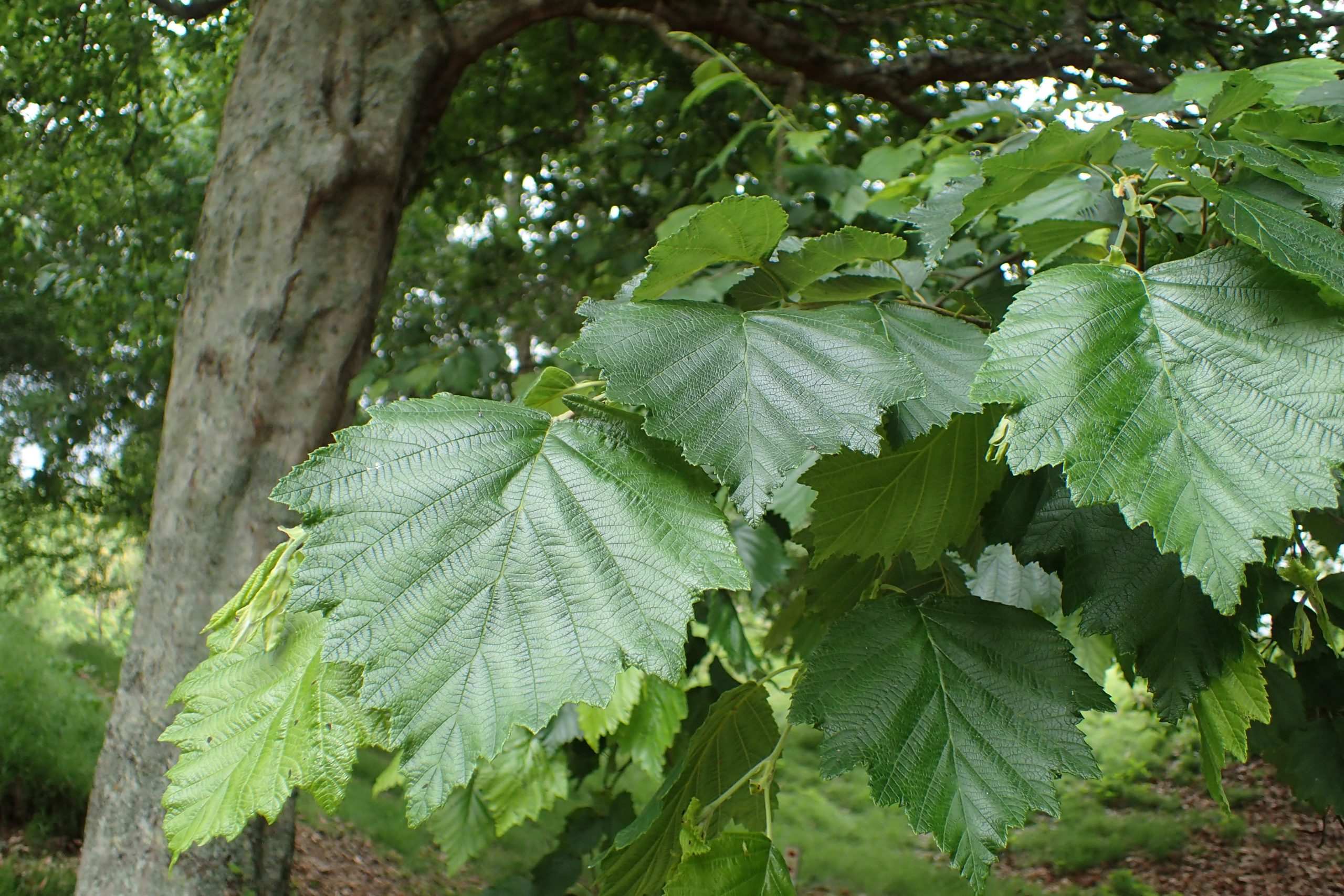 Dettaglio di foglie di Alnus hirsuta