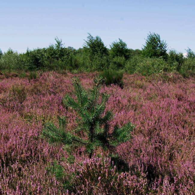brughiera in fiore