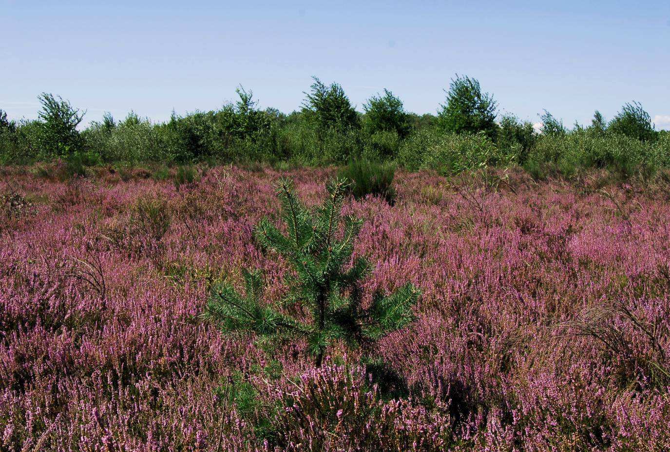 brughiera in fiore