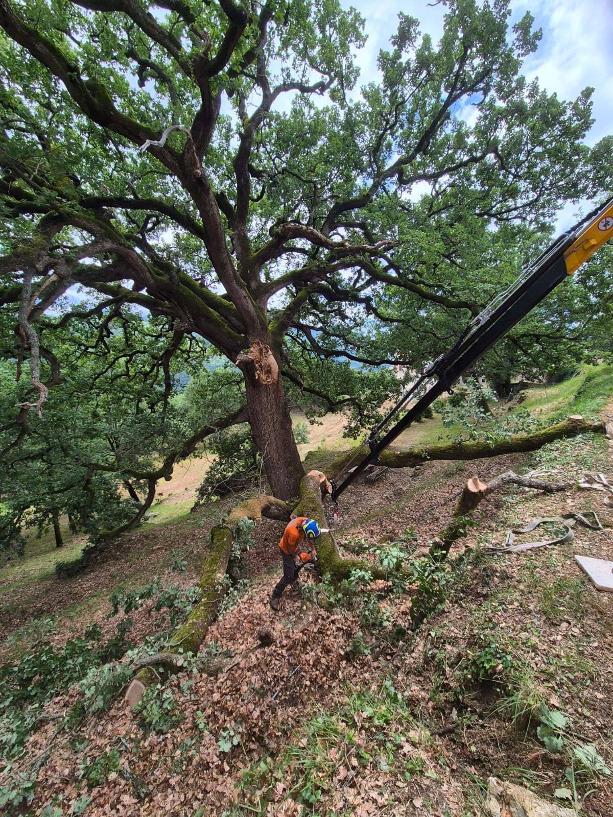 canopea al lavoro sulla quercia