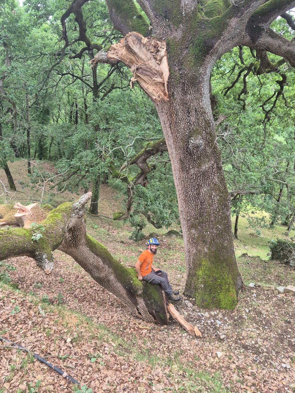 canopea-grosso-danno-quercus pubescens