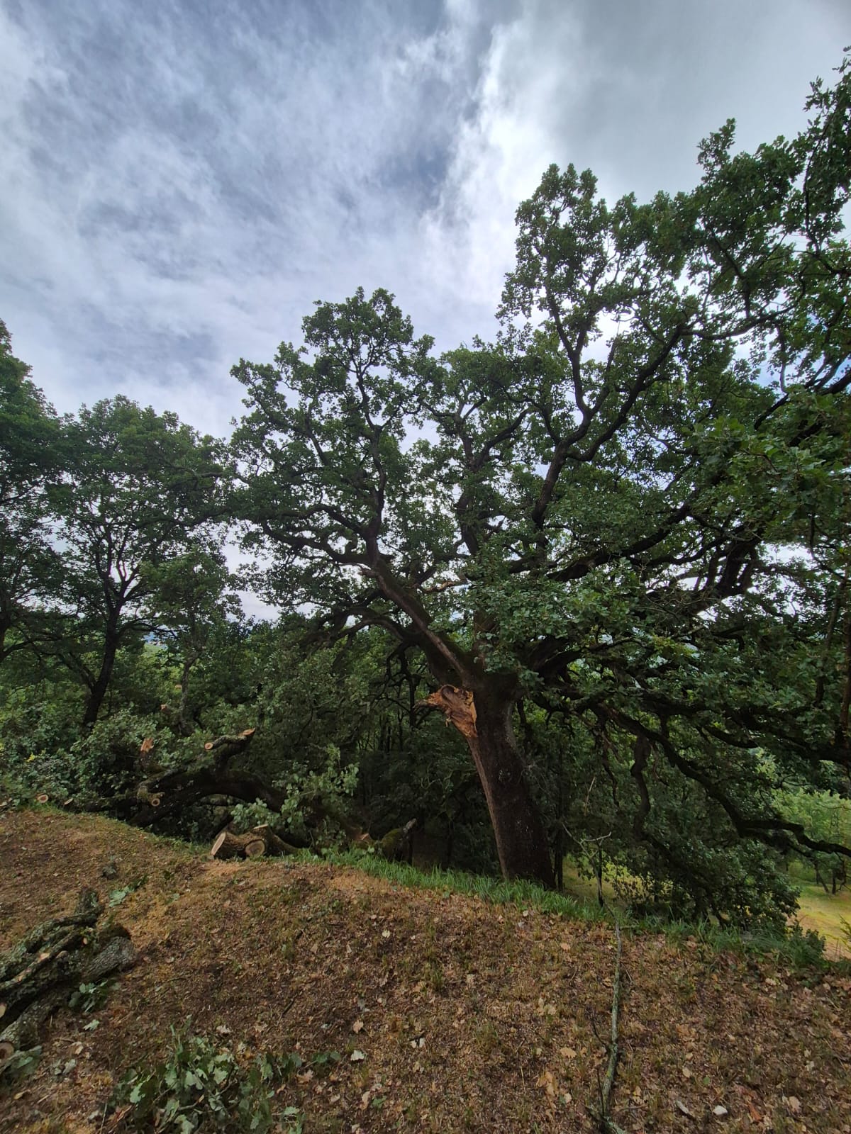 canopea-quercia danneggiata