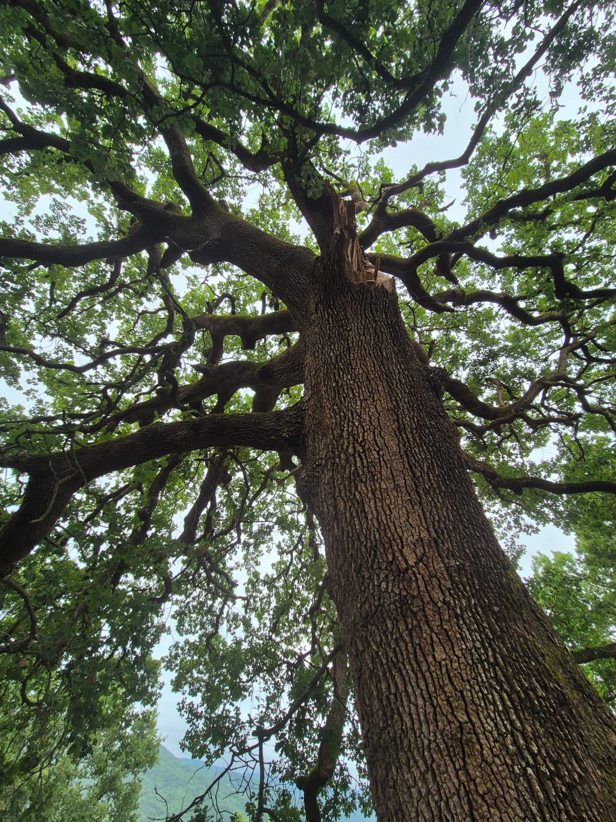 canopea-quercus-pubescens