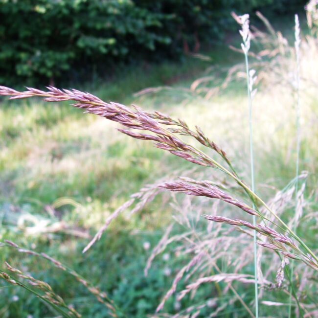 festuca arundinacea