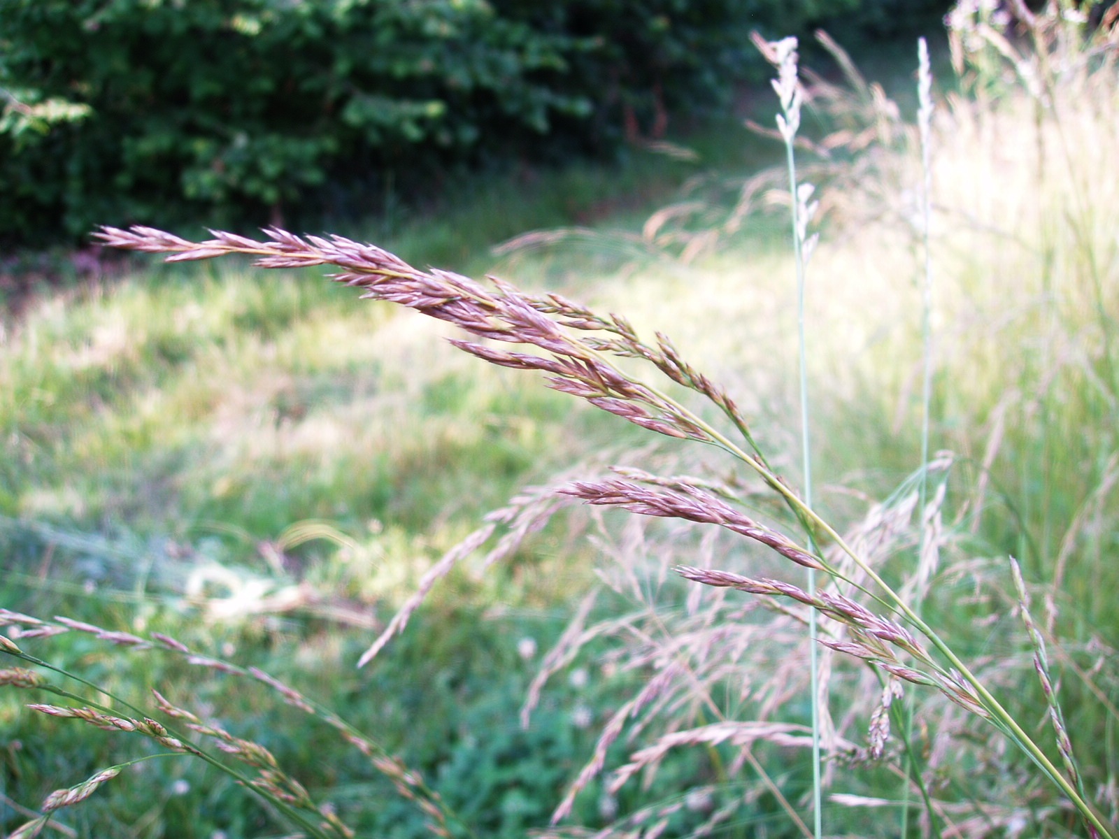festuca arundinacea