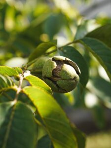 albero di noce dettaglio foglie e frutto