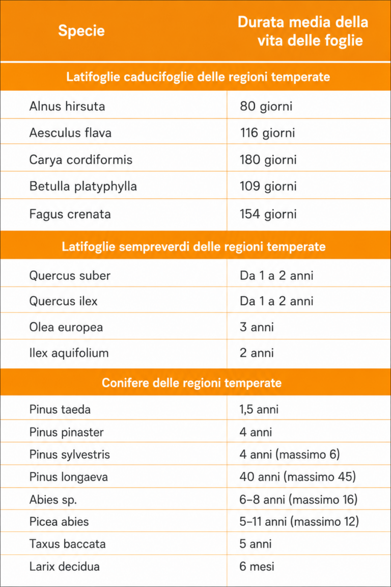 tabella durata vita delle foglie